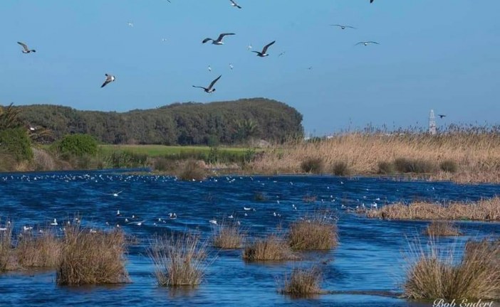 جمعيات بيئية تراسل صاحب الجلالة لإنقاذ آخر منظومة بيئية للمياه العذبة بجهة الدار البيضاء الكبرى